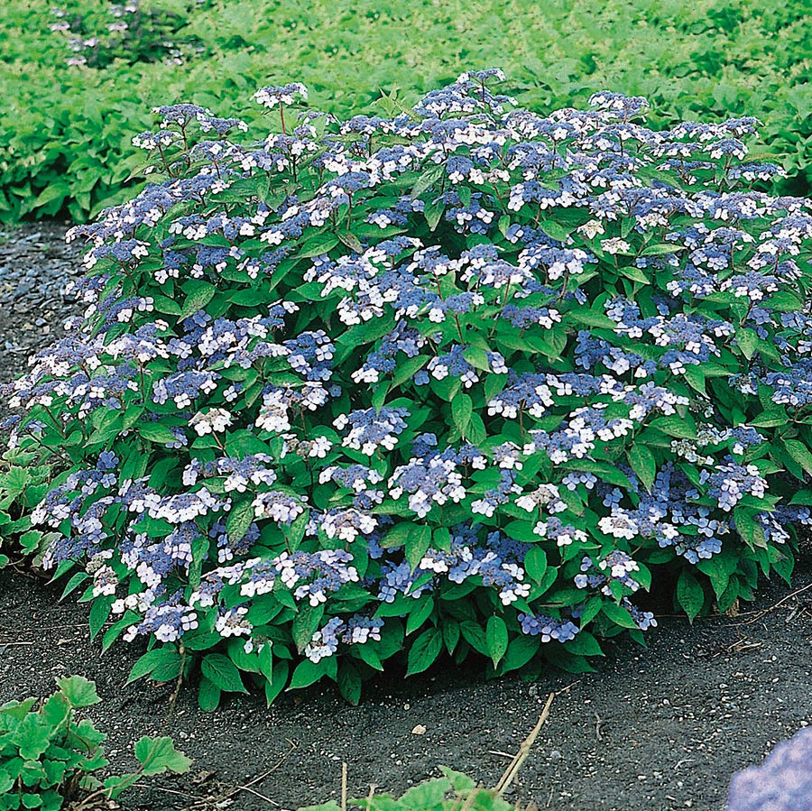 Prydnadsbuske Omnia Garden Purpurhortensia