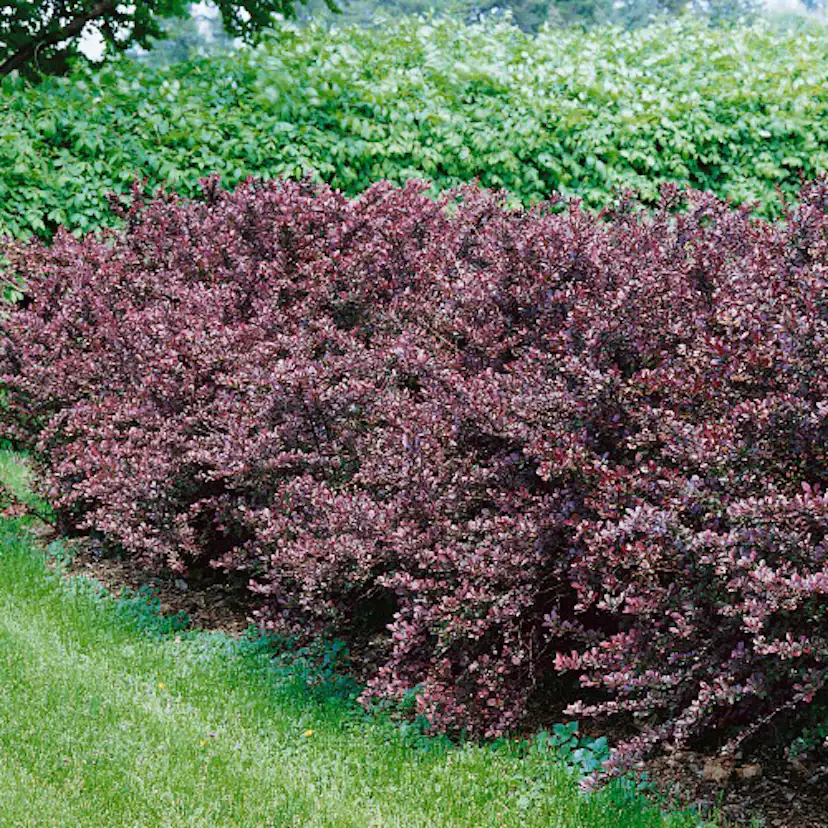 Prydnadsbuske Omnia Garden Röd Häckberberis Krukodlad