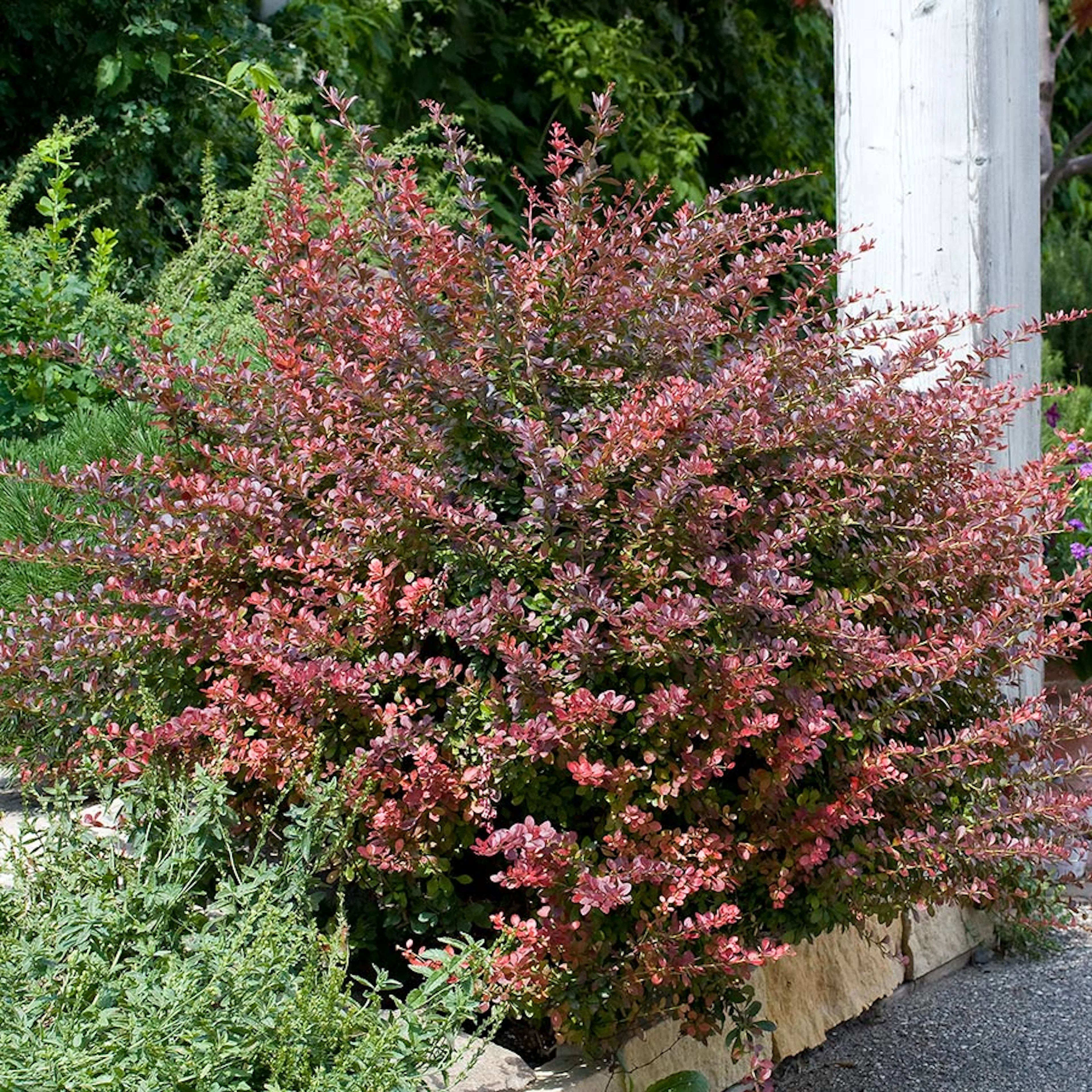 Prydnadsbuske Omnia Garden Röd Häckberberis Krukodlad