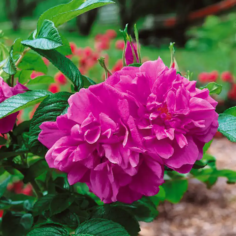 Ros Omnia Garden Rugosa Hansa 30-50 cm