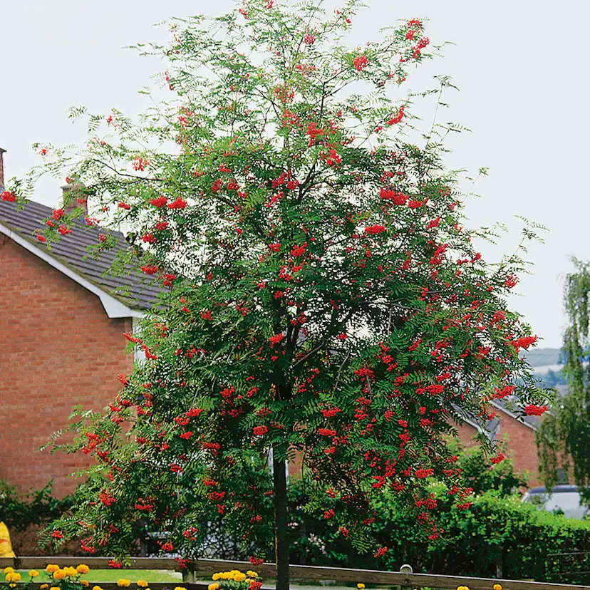 Prydnadsträd Rönn Omnia Garden 150-200 cm