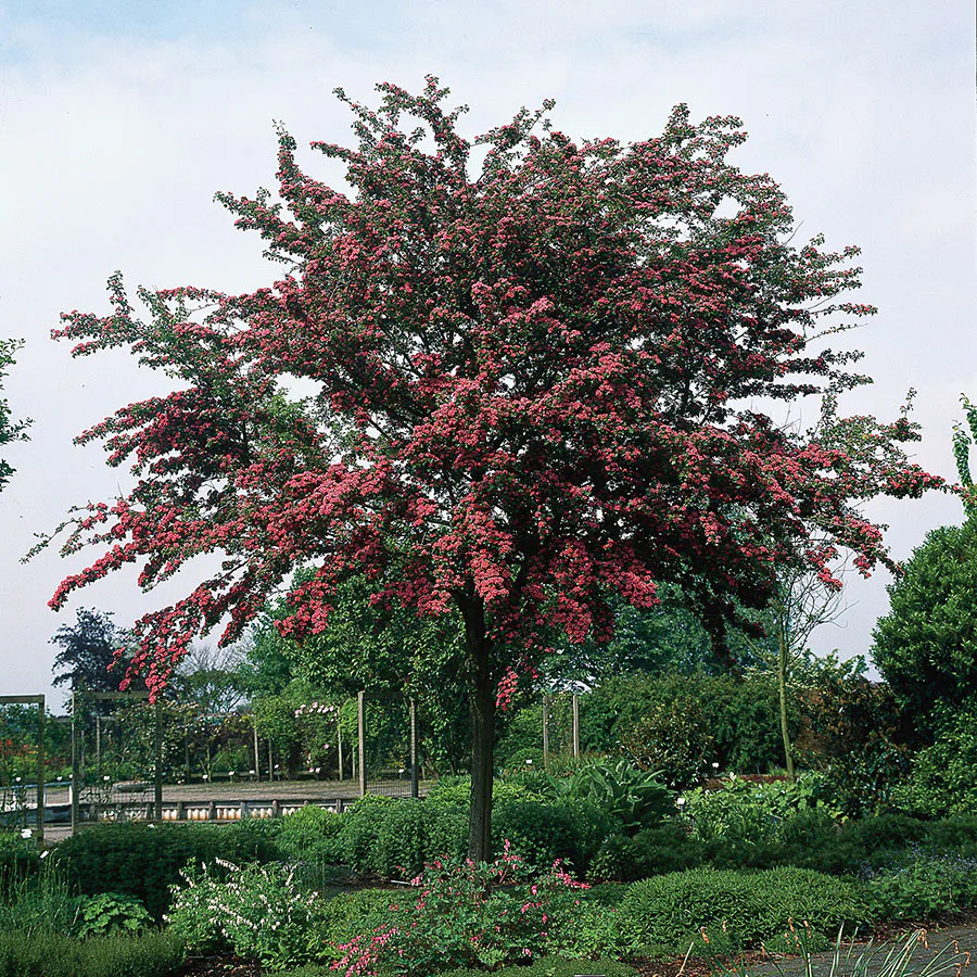 Prydnadsträd Omnia Garden Rosenhagtorn med Rosa Blomning, 100-120 cm