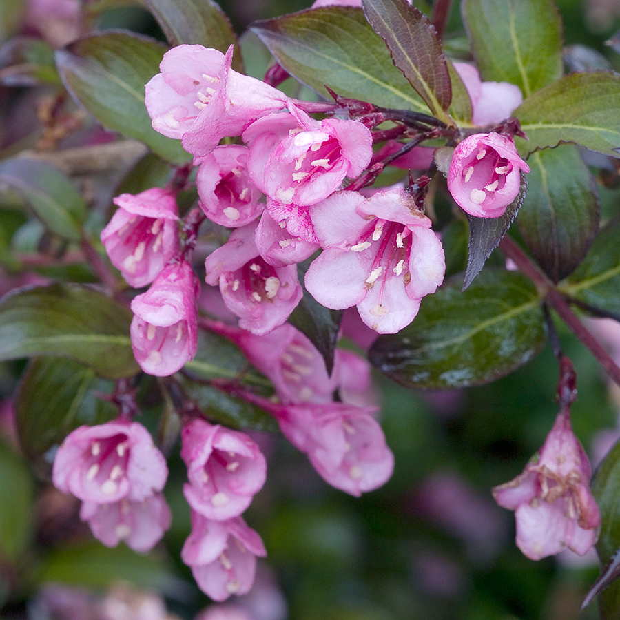 Prydnadsbuske Omnia Garden Rosenprakttry