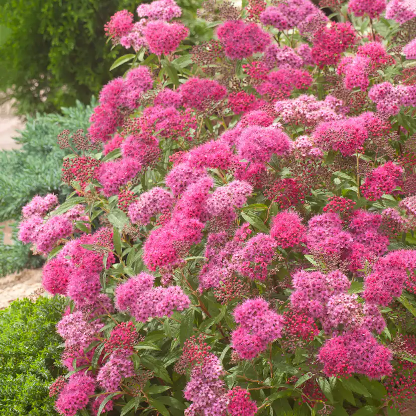 Prydnadsbuske Omnia Garden Rosenspirea Karminröd