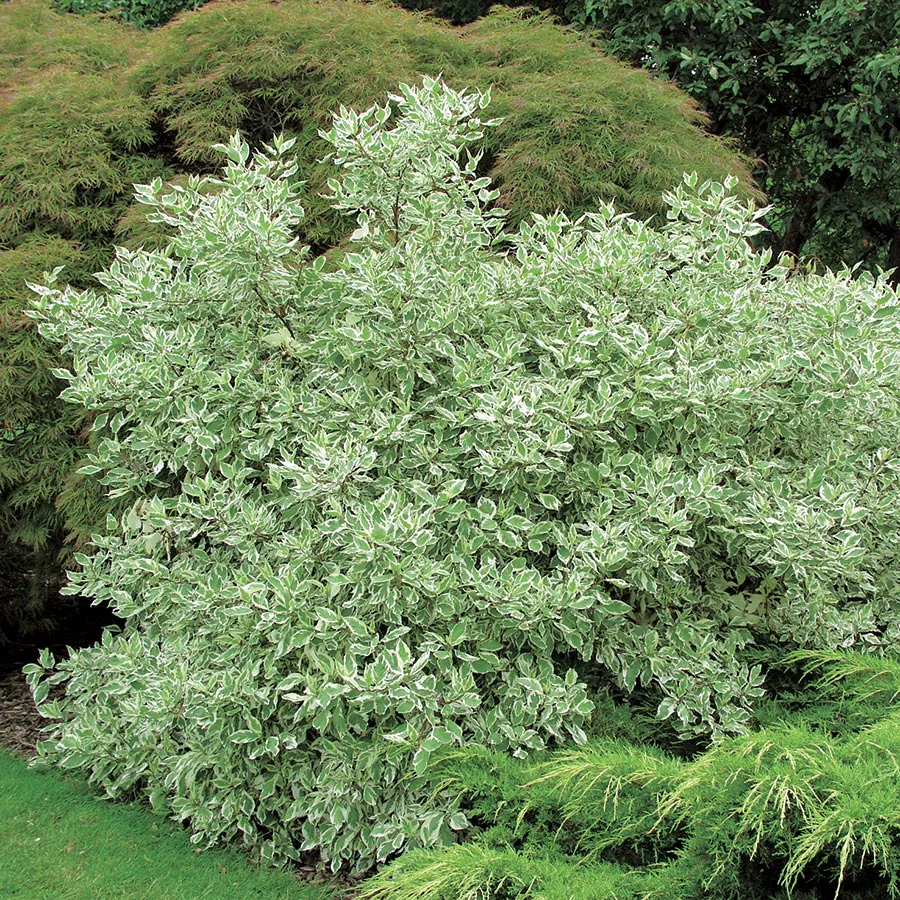 Prydnadsbuske Omnia Garden Rysk Kornell