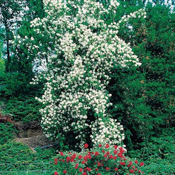 Prydnadsbuske Schersmin- Doftschersmin Omnia Garden 100-150 cm