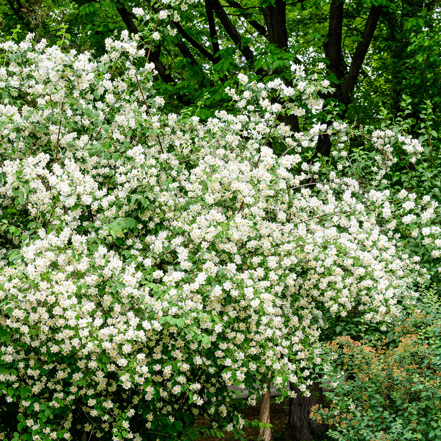 Prydnadsbuske Schersmin- Doftschersmin Omnia Garden 100-150 cm