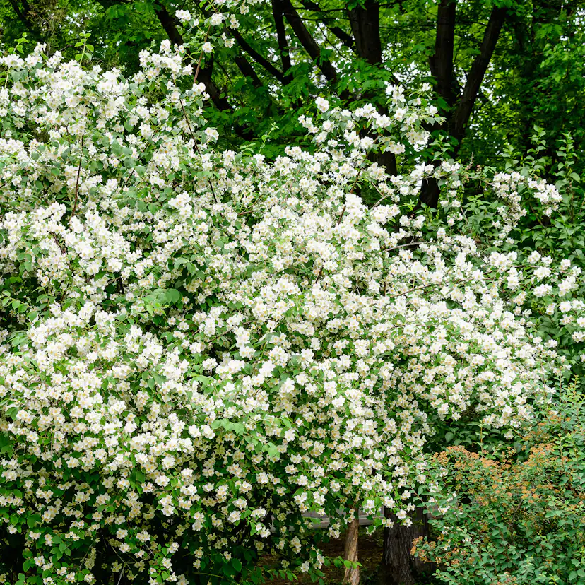 Prydnadsbuske Schersmin- Doftschersmin Omnia Garden 100-150 cm