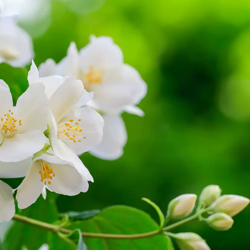 Prydnadsbuske Schersmin- Doftschersmin Omnia Garden 100-150 cm