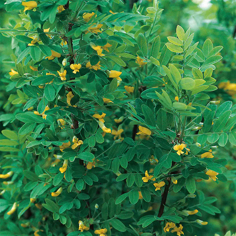 Häckkaragan Omnia Garden 40-65 cm