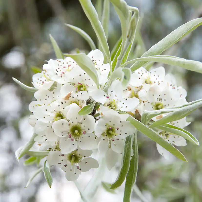 Prydnadsträd Omnia Garden Silverpäron, Grönt Lövverk & Vit Blomning, 100-120 cm
