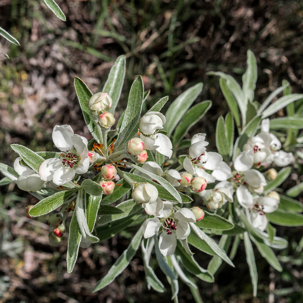 Prydnadsträd Omnia Garden - Silverpäron med Vit Blomning 80-90 cm