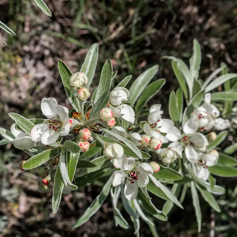 Prydnadsträd Omnia Garden - Silverpäron med Vit Blomning 80-90 cm