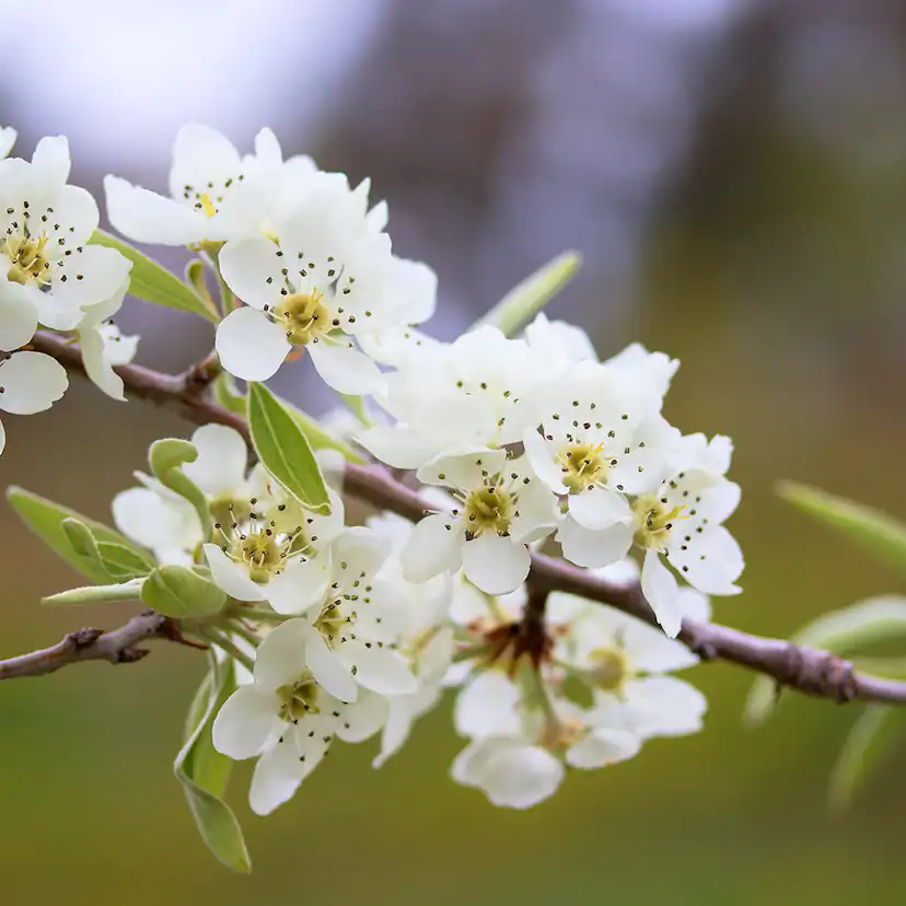 Prydnadsträd Omnia Garden - Silverpäron med Vit Blomning 80-90 cm