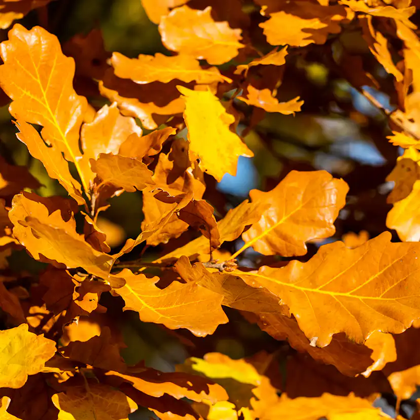 Prydnadsträd Skogsek Omnia Garden 150-200 cm