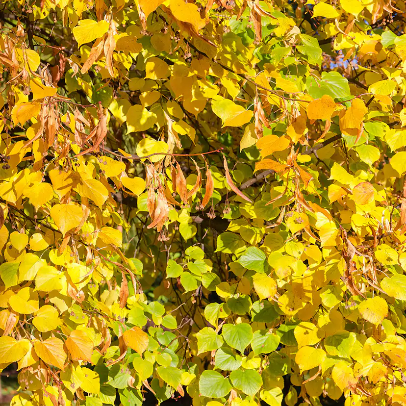 Prydnadsträd Skogslind Omnia Garden Tilia Cordata 150-200 cm