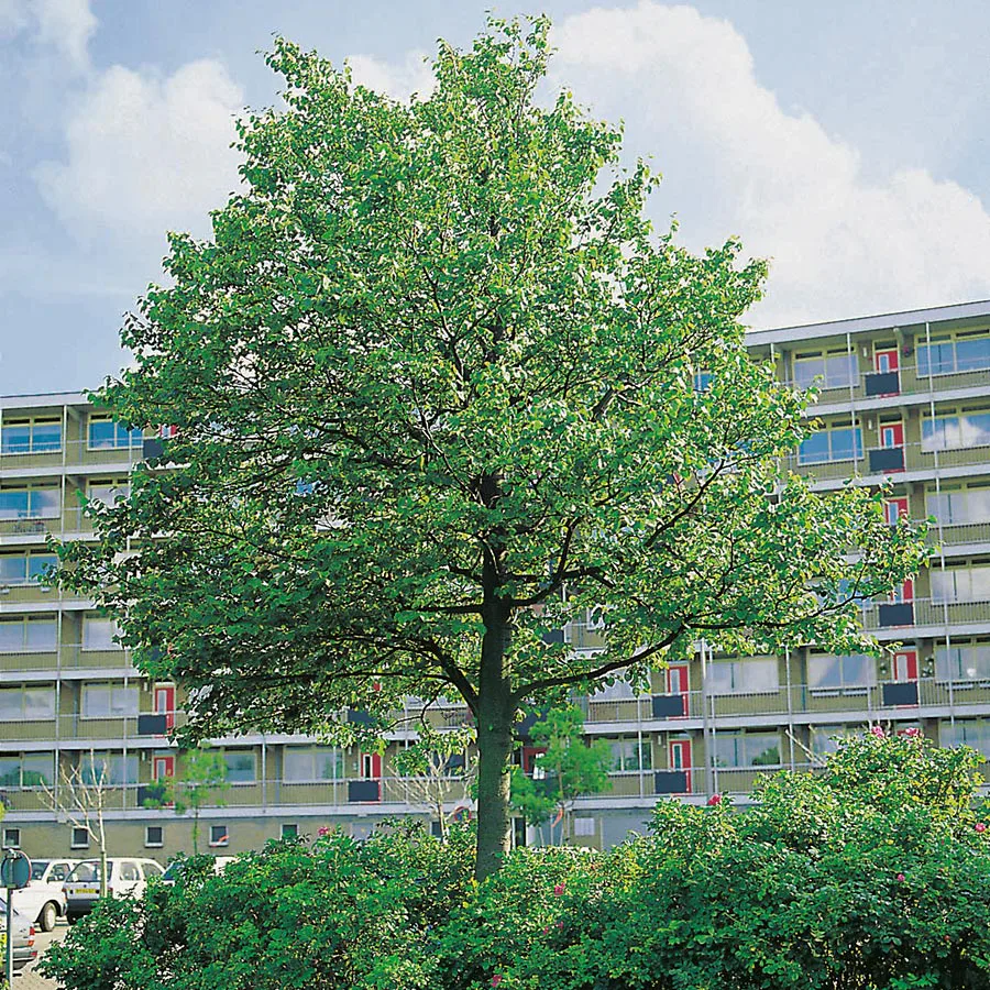Prydnadsträd Skogslind Omnia Garden Tilia Cordata 150-200 cm