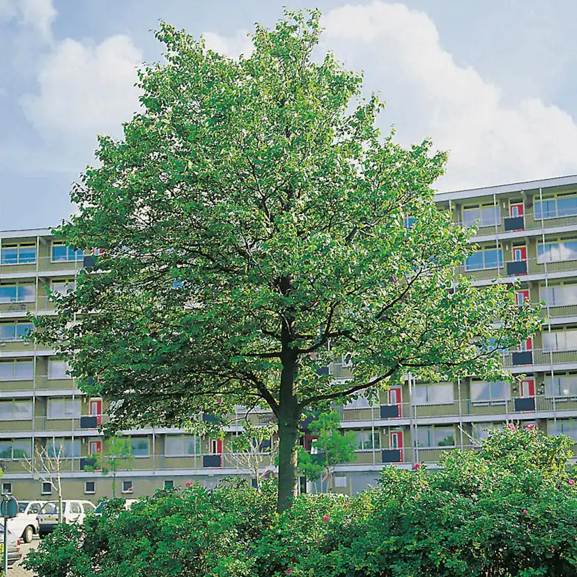 Prydnadsträd Skogslind Omnia Garden Tilia Cordata 150-200 cm