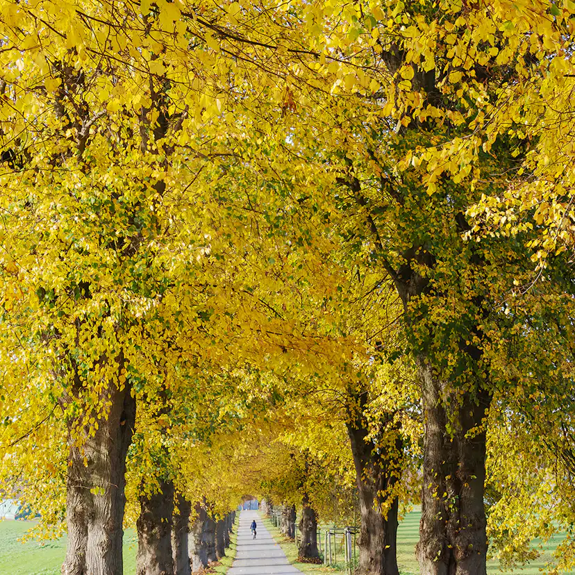Prydnadsträd Skogslind Omnia Garden Tilia Cordata 150-200 cm