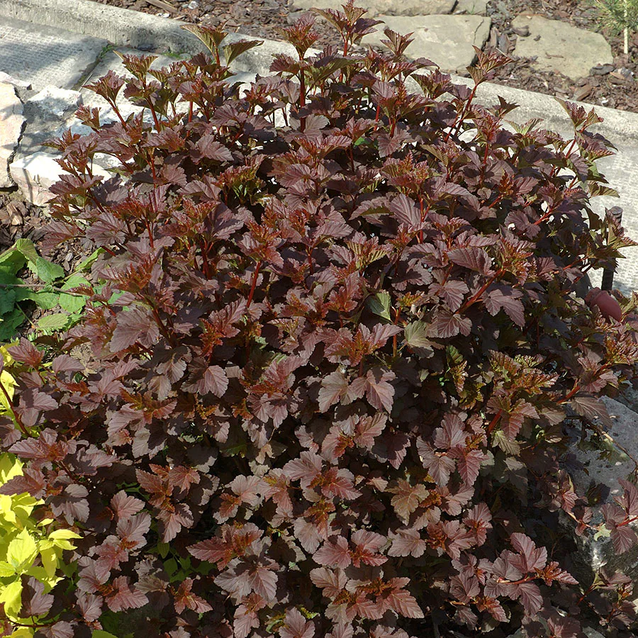 Prydnadsbuske Smällspirea Omnia Garden Rödbladig