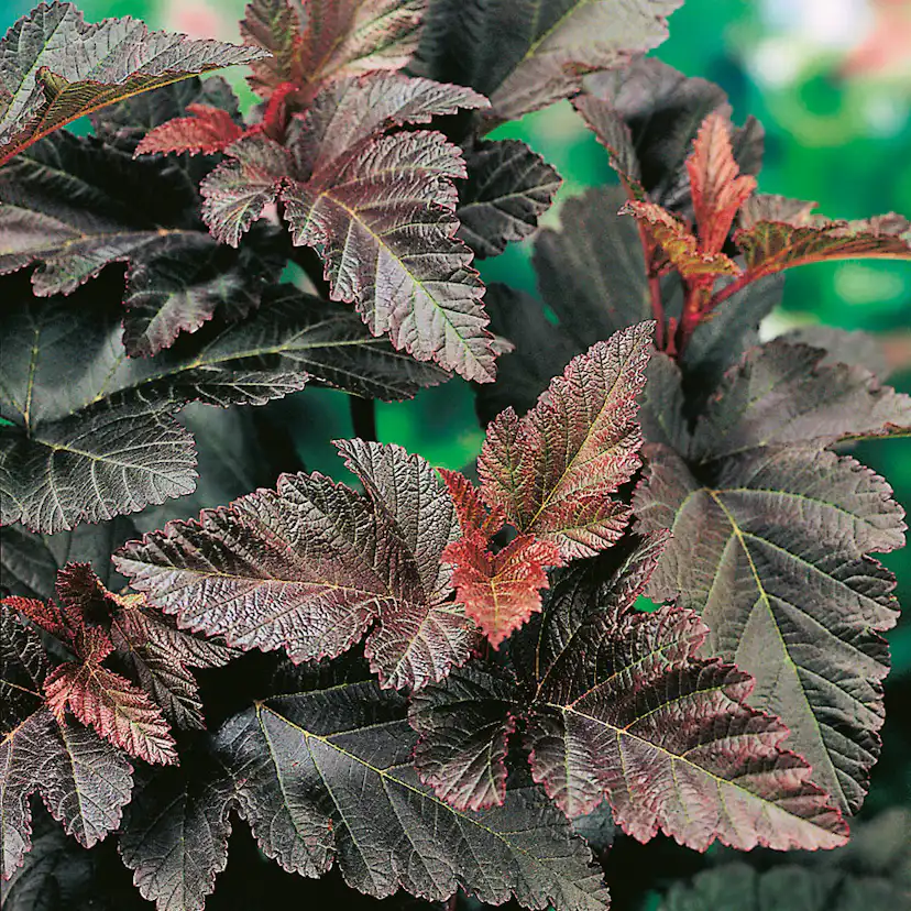 Prydnadsbuske Smällspirea Omnia Garden Rödbladig