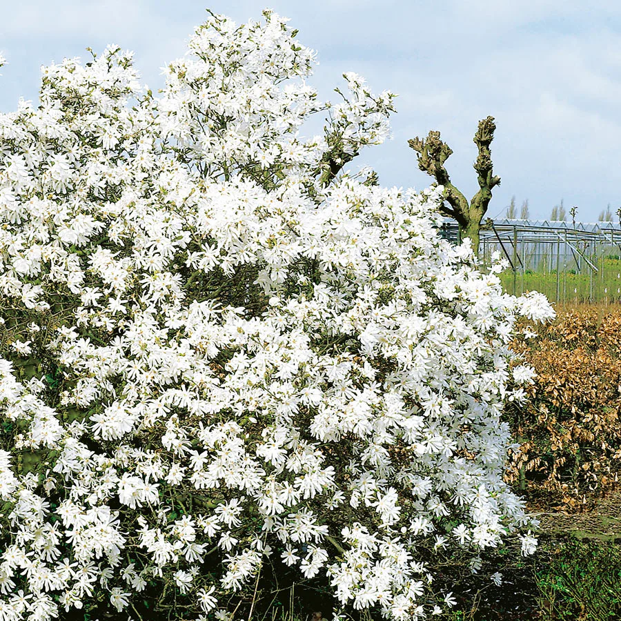 Prydnadsbuske Omnia Garden Stjärnmagnolia Royalstar