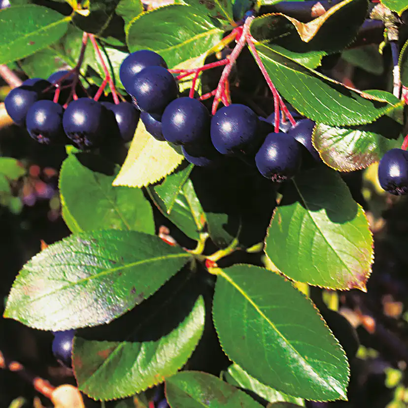 Prydnadsbuske Omnia Garden Svartaronia