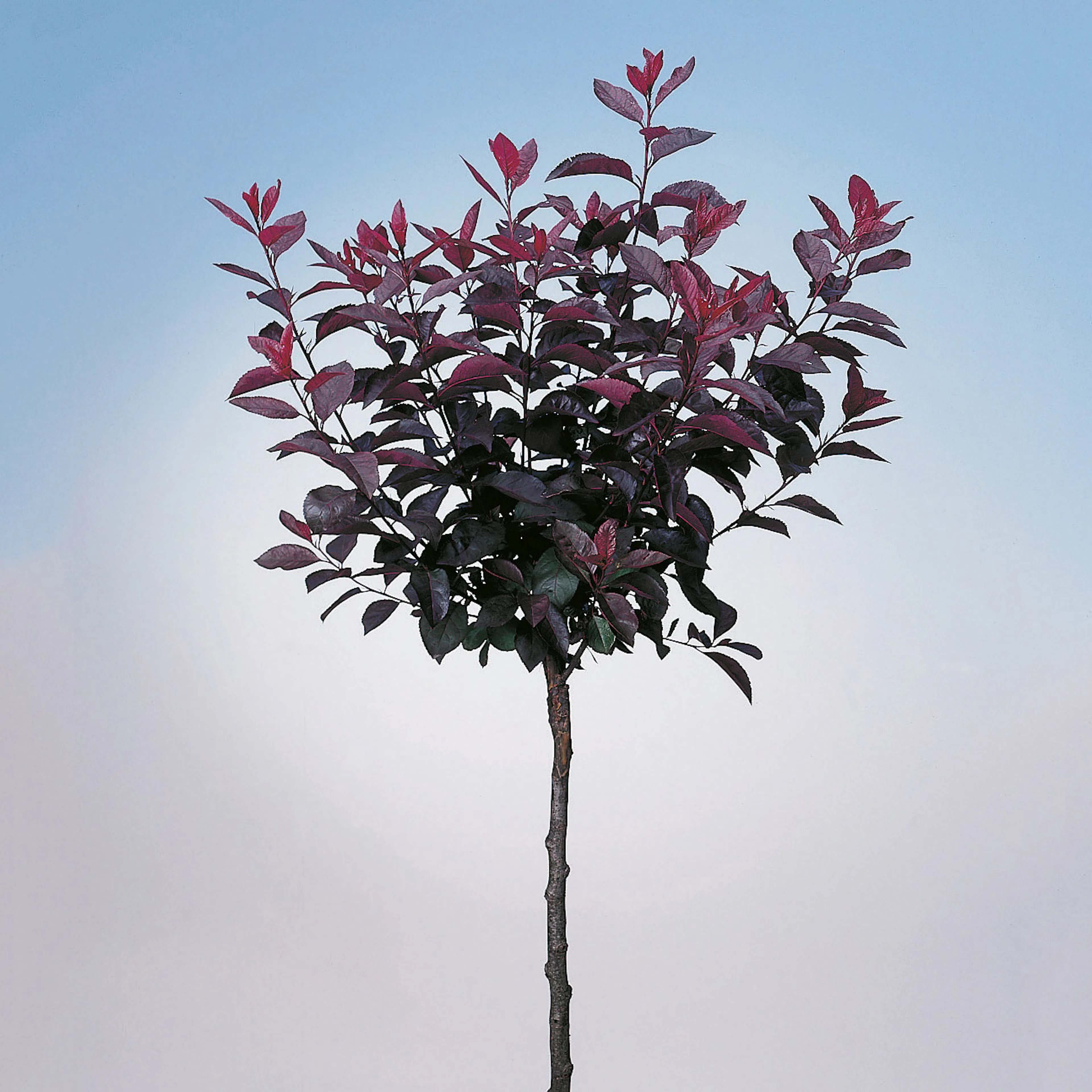 Prydnadsträd Omnia Garden Svartplommon, Rött Lövverk & Vit Blomning, 80-90 cm