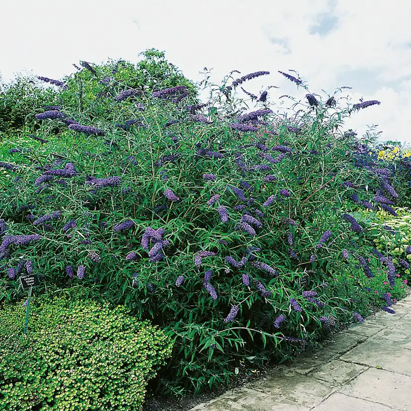 Prydnadsbuske Omnia Garden Syrénbuddleja Nanho Blue