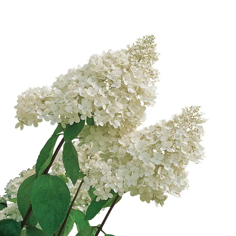 Prydnadsträd Omnia Garden Vit Hortensia - Uppstammad Syrenhortensia, 80-100 cm