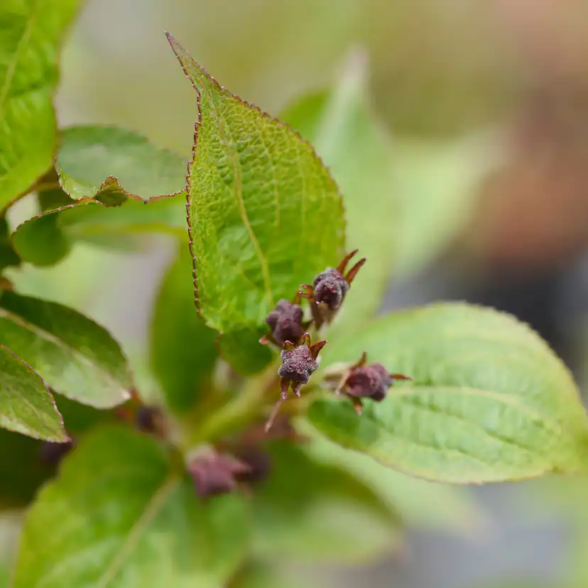 Prydnadsbuske Trädgårdsprakttry Omnia Garden 125-150cm