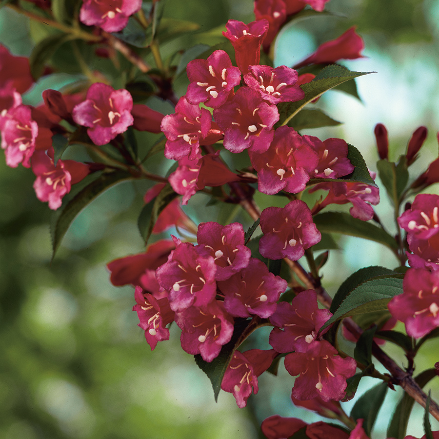 Prydnadsbuske Omnia Garden Trädgårdsprakttry