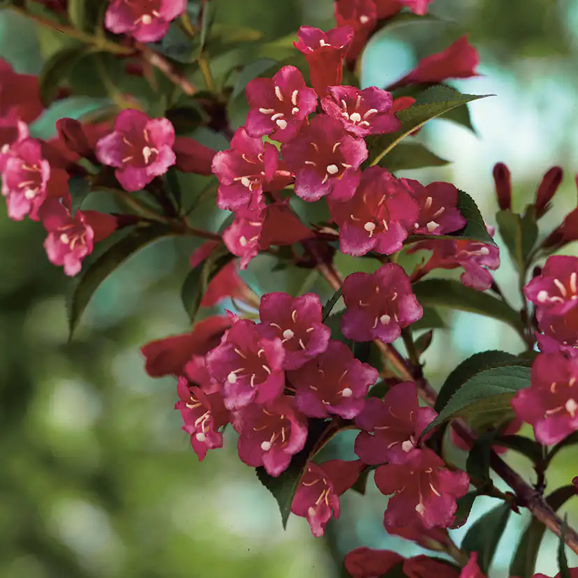 Prydnadsbuske Omnia Garden Trädgårdsprakttry