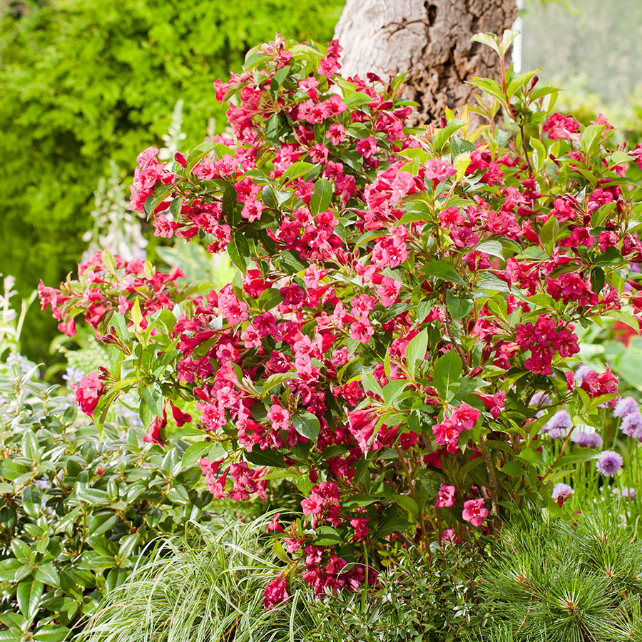 Prydnadsbuske Omnia Garden Trädgårdsprakttry
