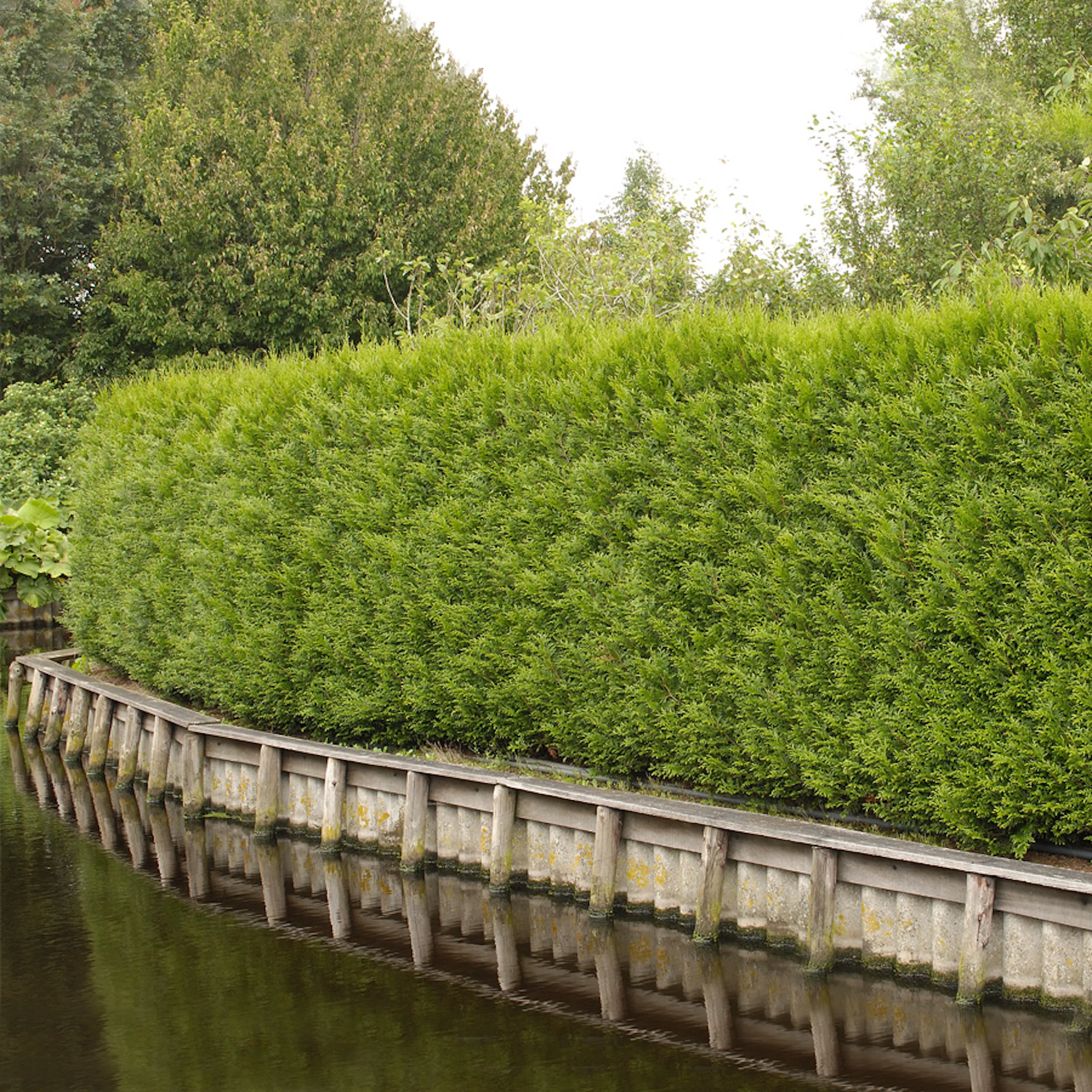 Planta tuja Omnia Gardenhäck 100-125 cm