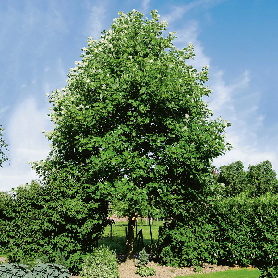 Prydnadsträd Tulpanträd Omnia Garden 100-125 cm