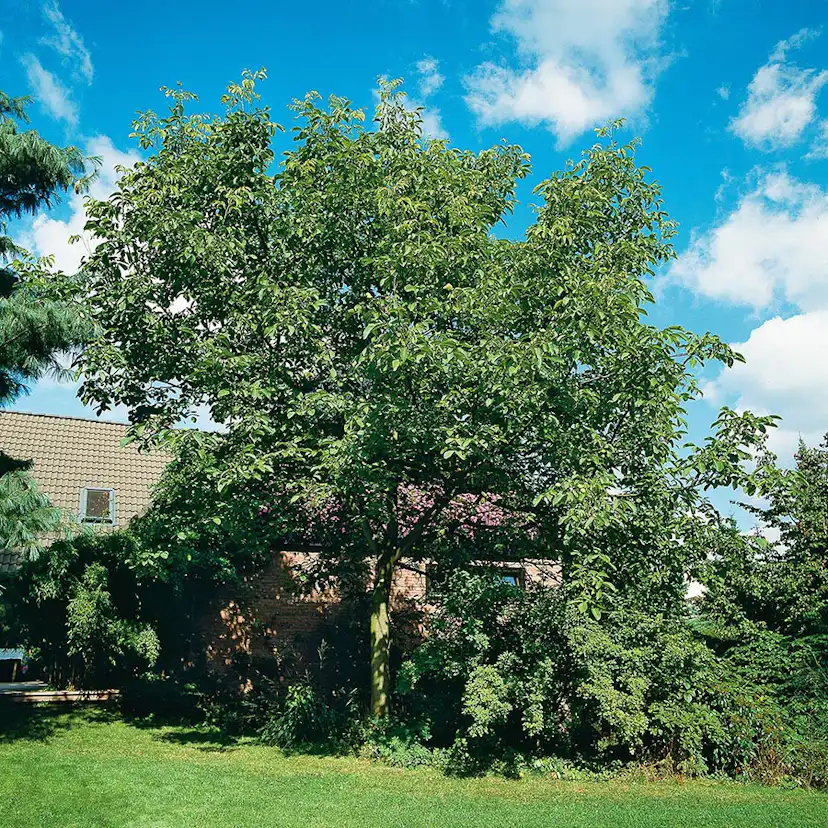 Prydnadsträd Omnia Garden Valnöt 100-125 cm