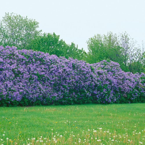 Buske Omnia Garden Syrén 50-80cm