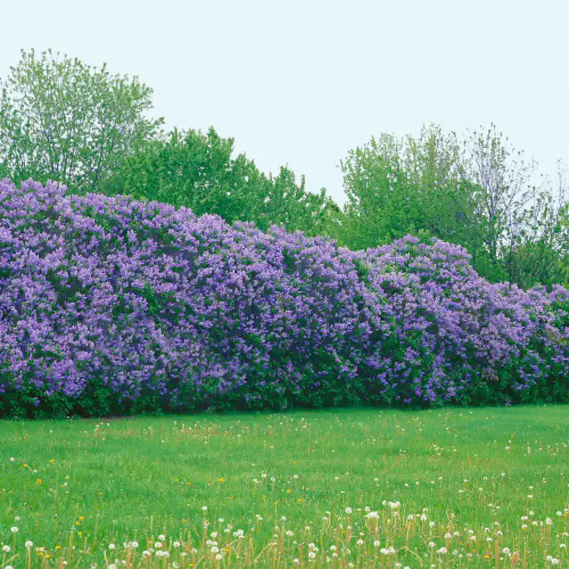 Buske Omnia Garden Syrén 50-80cm