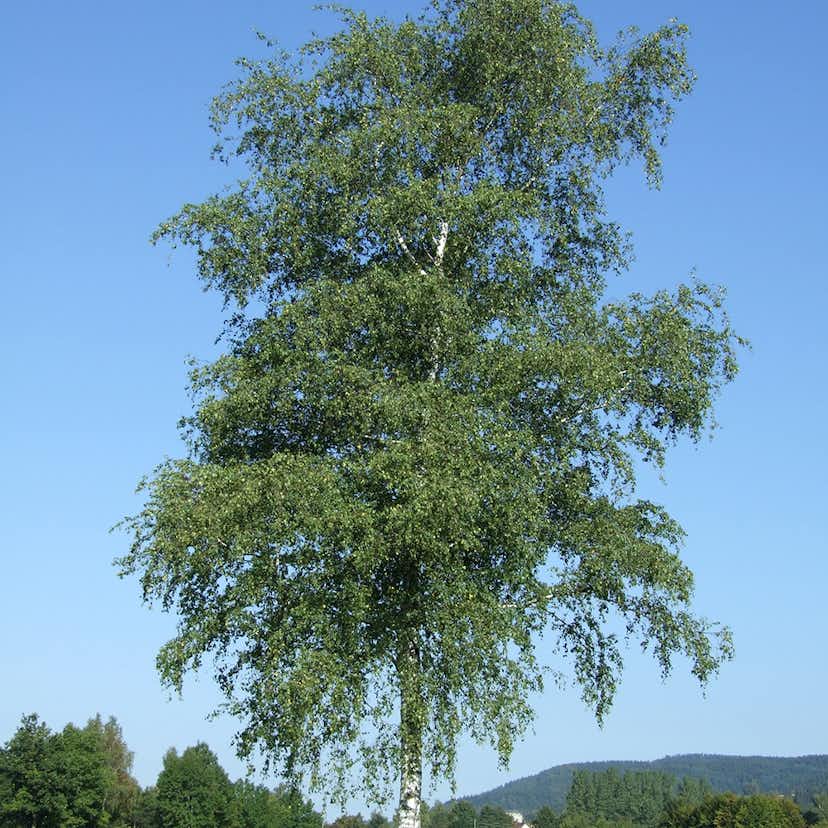 Prydnadsträd Vårtbjörk Omnia Garden 125-150 cm