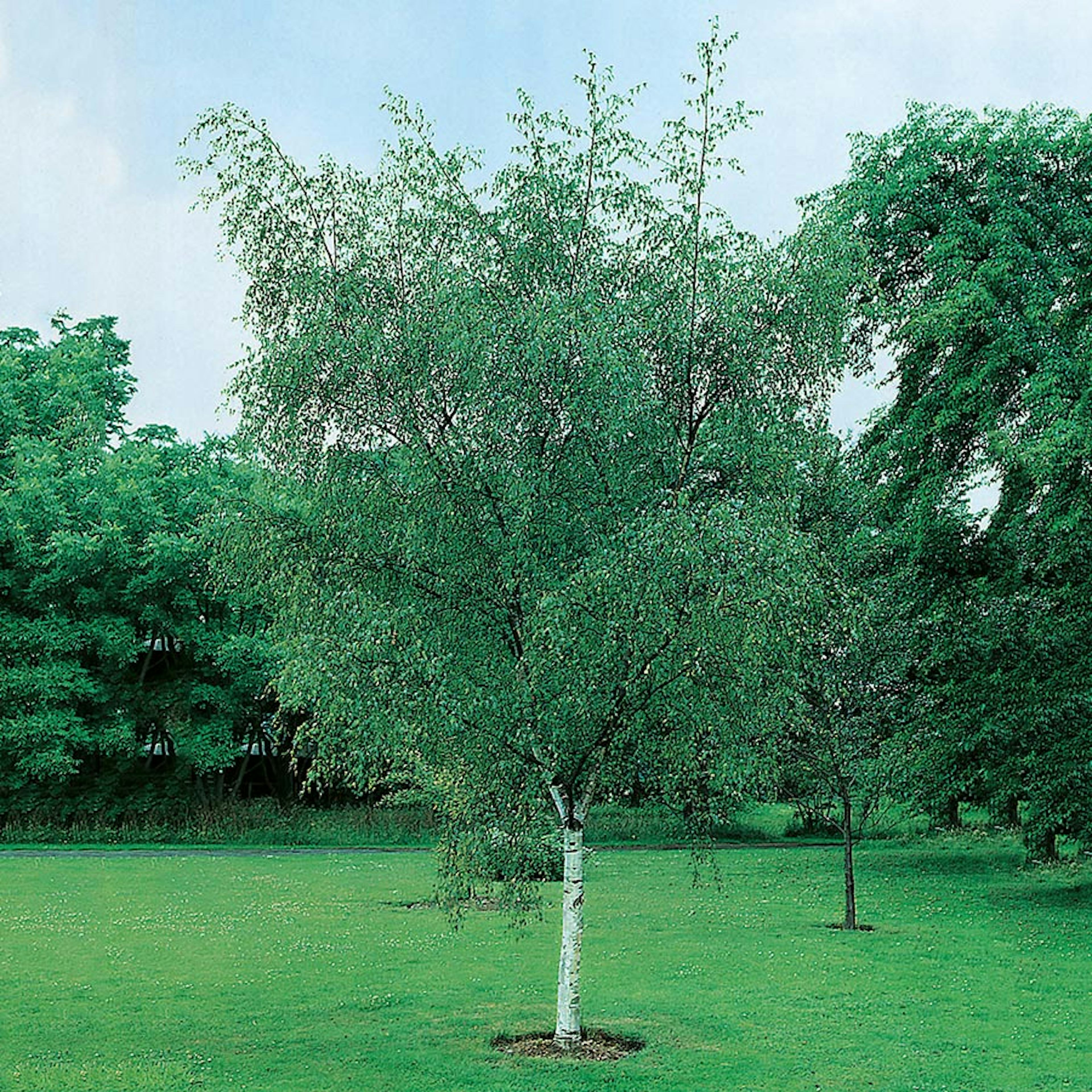 Prydnadsträd Vårtbjörk Omnia Garden 125-150 cm