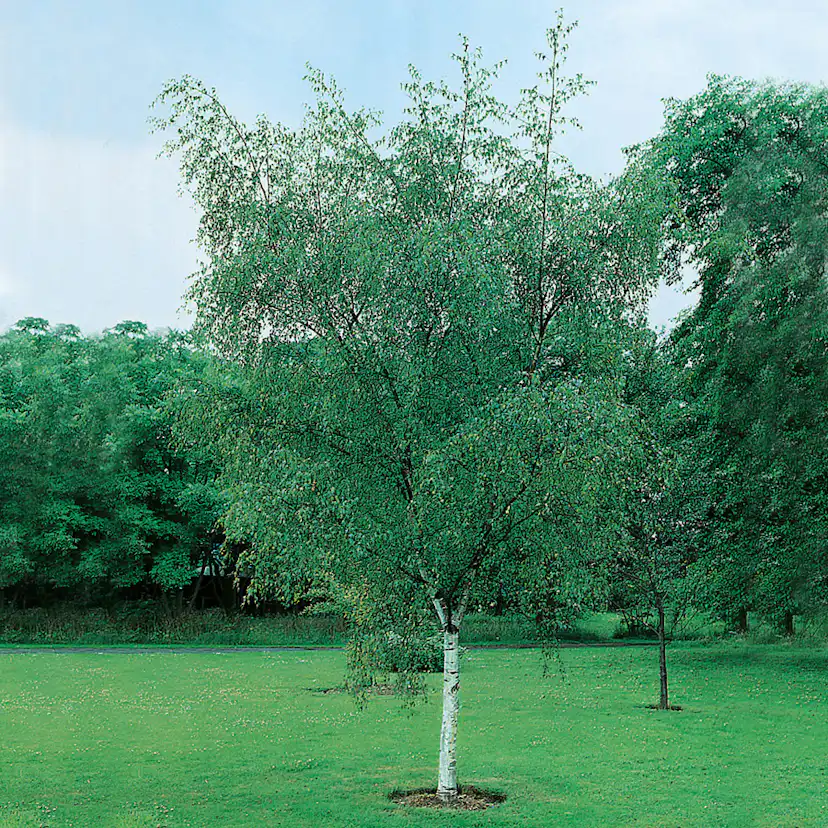 Vårtbjörk Omnia Garden 60-100 cm