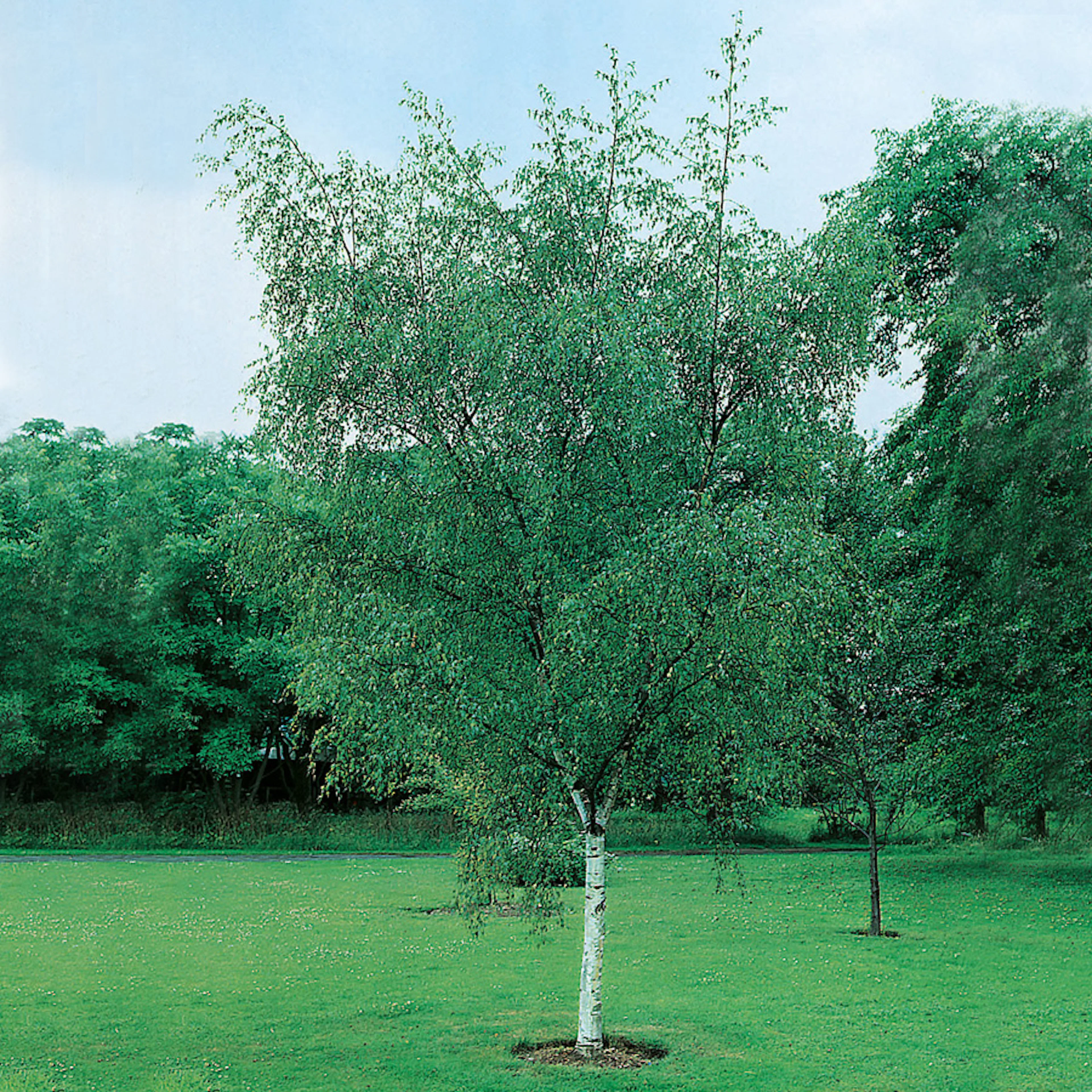 Vårtbjörk Omnia Garden 60-100 cm