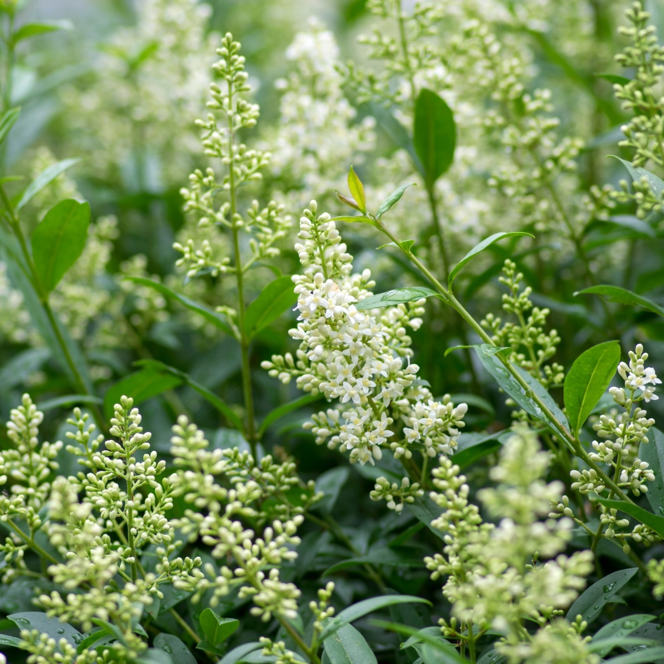 Planta Vinterliguster Liga Omnia Garden Krukodlade 10st