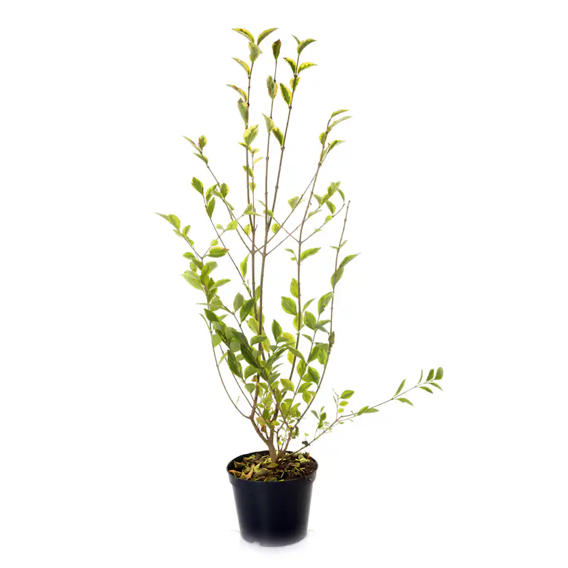 Planta Vinterliguster Liga Omnia Garden Krukodlade 10st