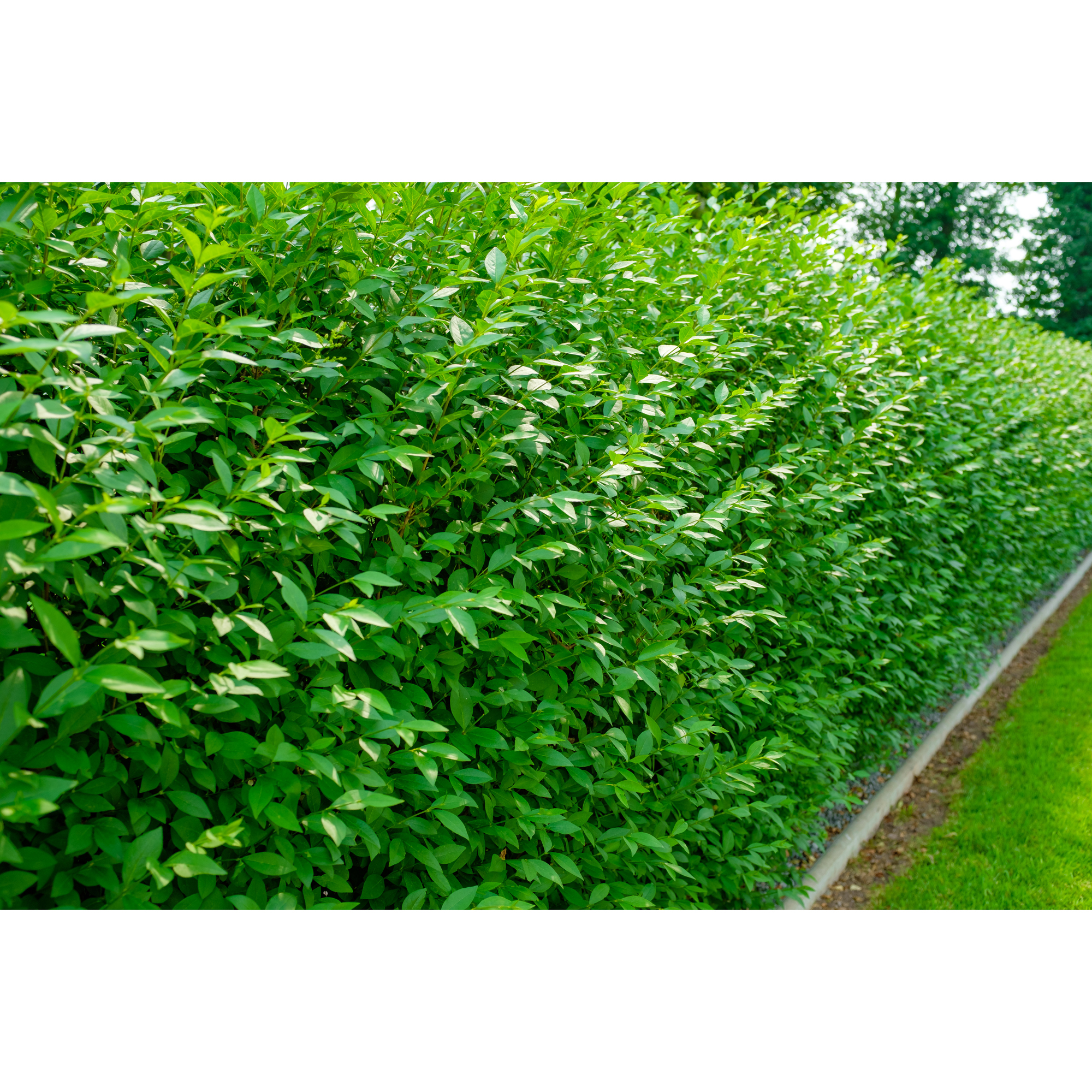 Planta Vinterliguster Liga Omnia Garden Krukodlade 10st