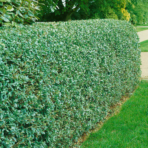 Häck Omnia Garden Vinterliguster Liga 30-50 cm