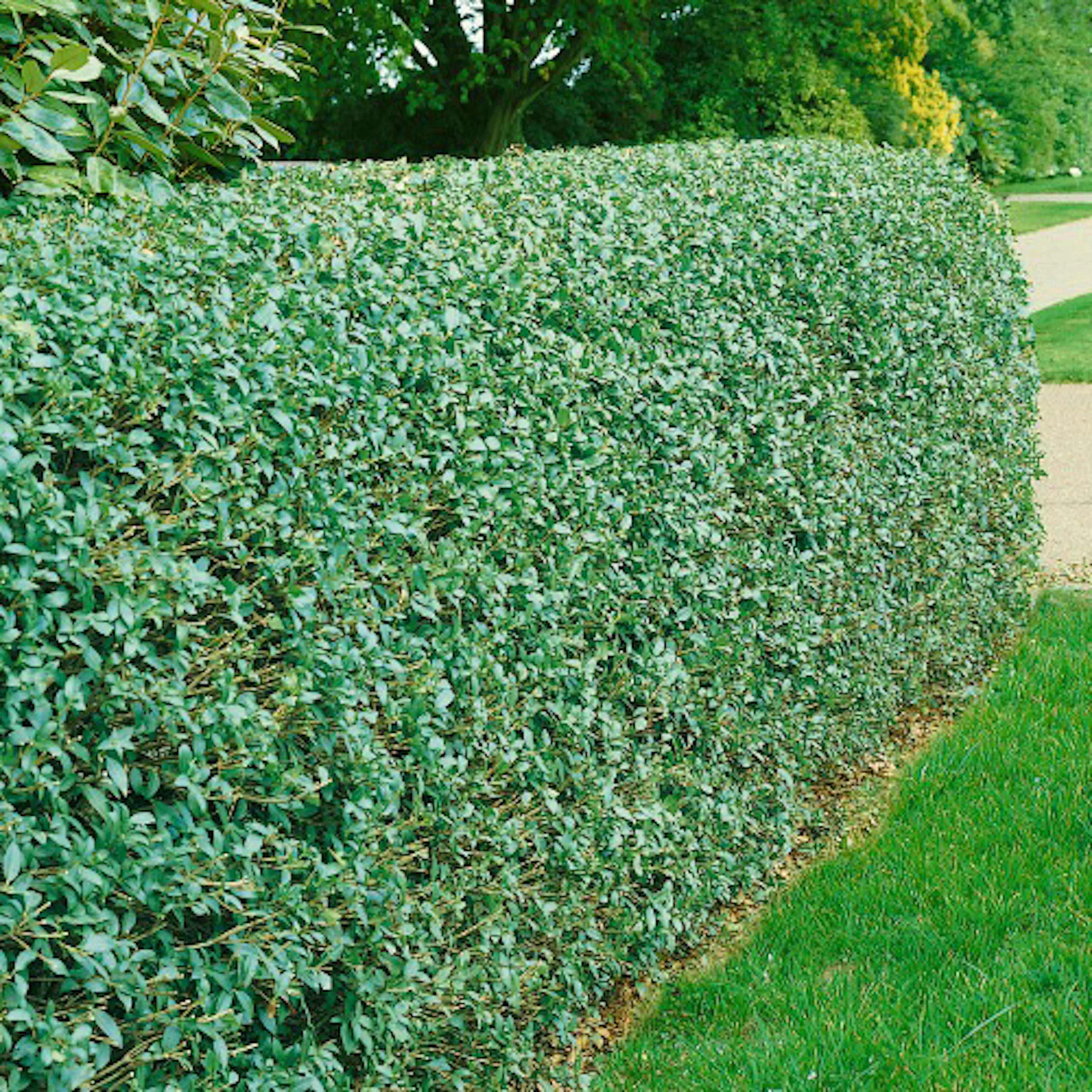 Häck Omnia Garden Vinterliguster Liga 50-80 cm 3-5 Grenar