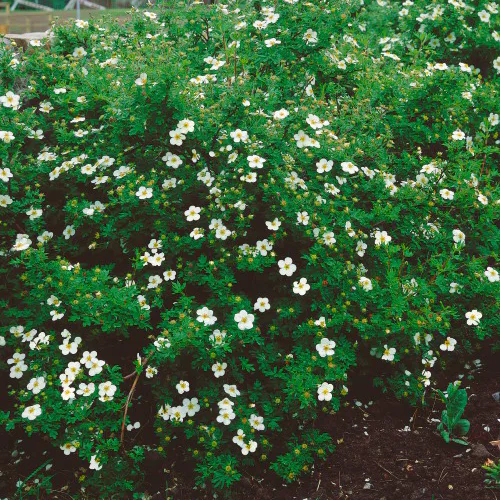 Buske Omnia Garden Trädgårdstok Abbotswood 30-50 cm