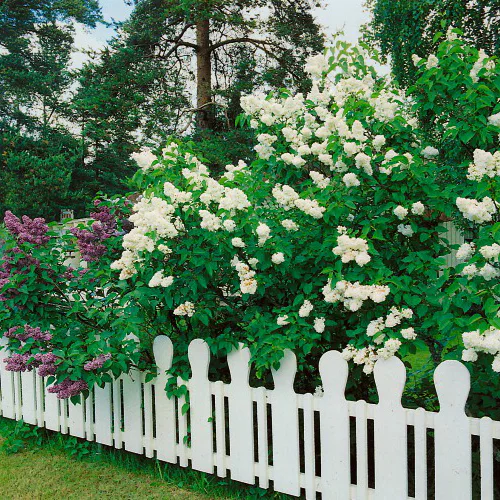 Buske Omnia Garden Syrén Vit 30-50cm